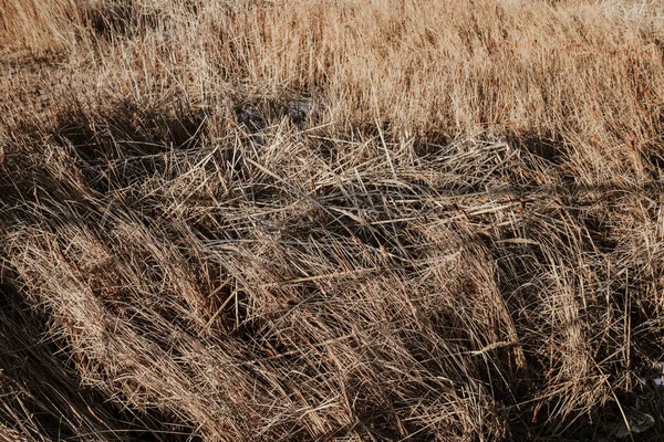 Sazlık ve taş, güzel Rus doğa