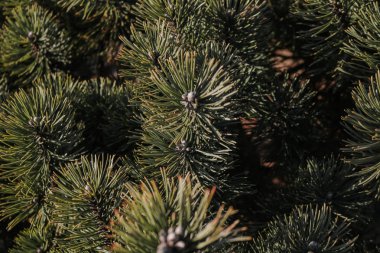 Yeşil ağaç, doku, güzel Rus doğa