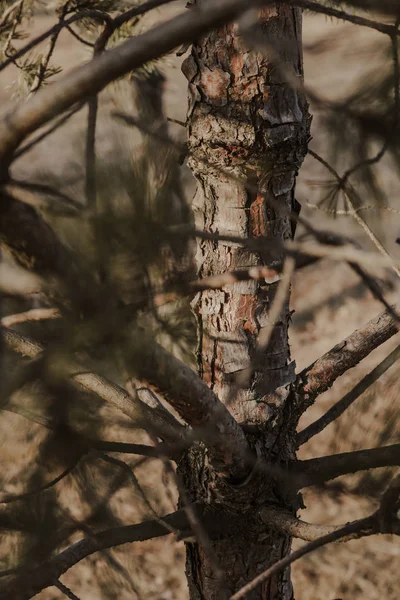 Doku Wood, orman, dalları, güzel Rus doğa