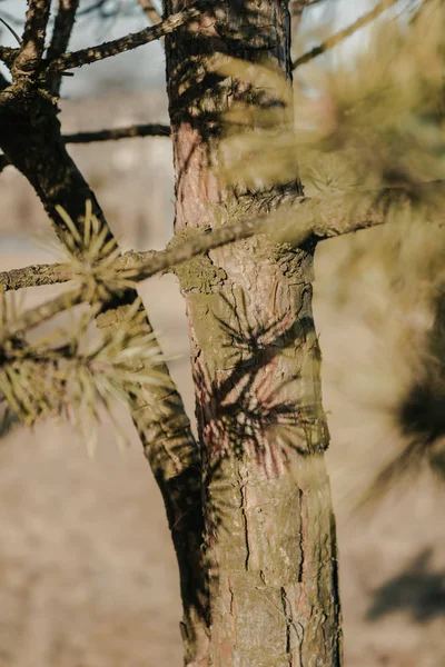 Doku Wood, orman, dalları, güzel Rus doğa