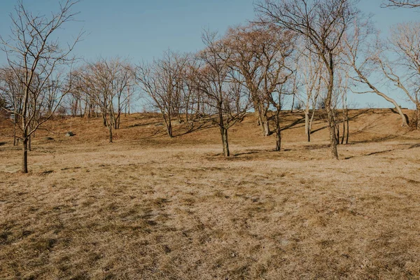 güzel Rus doğa, park, ağaçlar