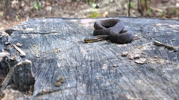 Cobra Venenosa Assentou Toco Preparou Para Atacar — Fotografia de Stock