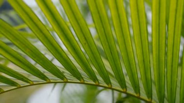 Palm palmiye ağacı yeşil yaprak