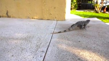 Mexican-iguana-Maya-Mexico-its-Territory-in-the-southiguana-on-branchlizard-iguana-in-a-Cave-WHERE-Lizards-Live