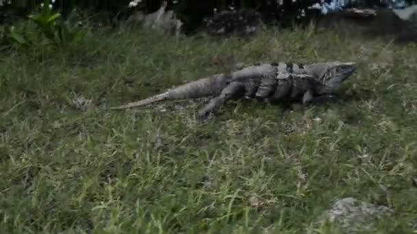 Enorme Iguana Mexicana Grama Yucatan — Vídeo de Stock