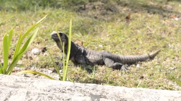 Grand Iguane Reposant Sur Riviera Herbe Maya Mexico — Video