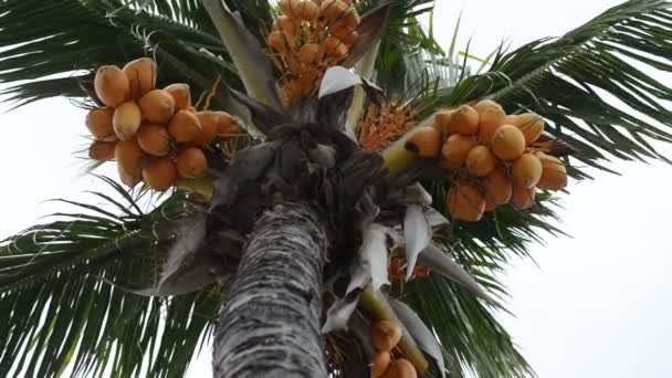 Coconut Palm Trees Perspective View Untouched Tropical — Stock Video