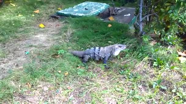 Cancun Lézard Iguane Mexicain Reposant Dans Parc — Video