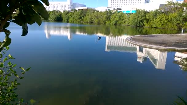 Een Grote Reiger Verzorgen Zijn Prachtige Veren — Stockvideo