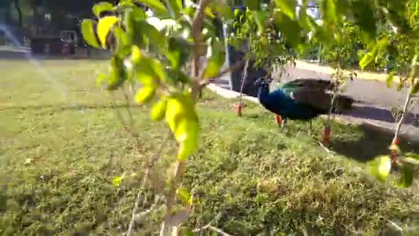 Indiana Pavão Masculino Pavão Azul Belo Representante Pavão Exemplar Grande — Vídeo de Stock