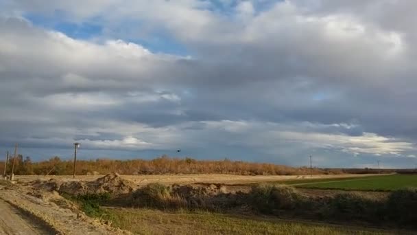 Fria Fåglar Flyger Migrerar Natur Silhuett Mot Varm Solnedgång Sky — Stockvideo