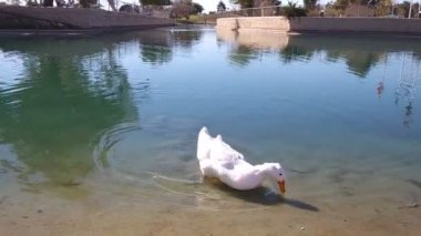 güneşli bir gün ördek gölet tropikal şehir park bahçeler içinde yüzmek