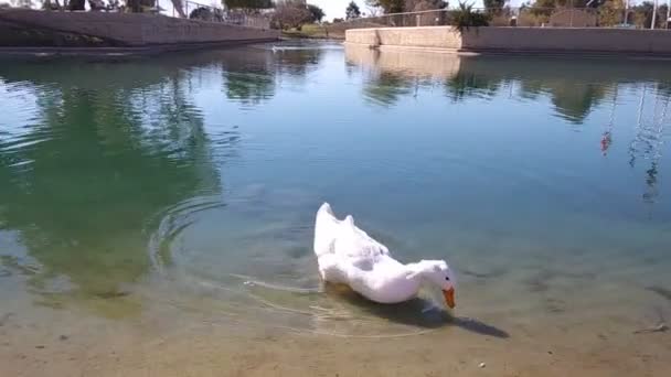 Słoneczny Dzień Kaczki Pływać Ogrodach Staw Tropikalny City Park — Wideo stockowe