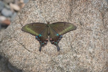 büyük bir swallowtail kelebek ulysses swallowtail papilio ulysses