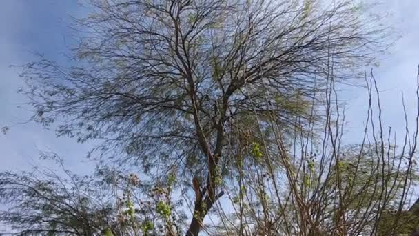 一只野鸟在树枝上唱歌 — 图库视频影像