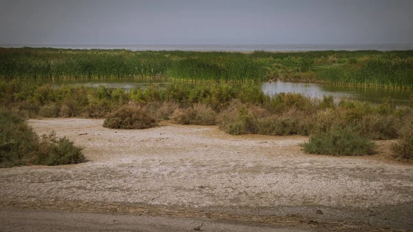 Aves Selvagens Lagos Salgados Lagoas Deserto Oásis Praia Rochas Água — Fotografia de Stock