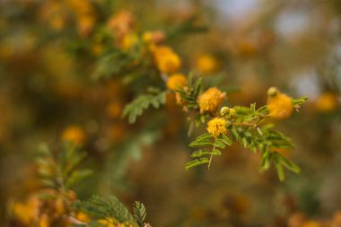 Meksika çiçek cenneti sarı altın