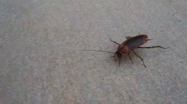 yakın çalışan büyük şişman hamamböceği