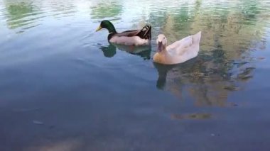 iki ördek parkta gölde yüzmek
