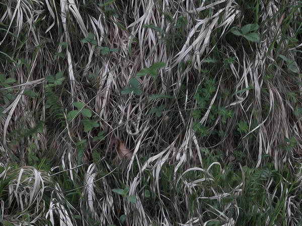 Caça Realista Camuflagem Militar Sem Costura Padrão Grama Verde Seca — Fotografia de Stock