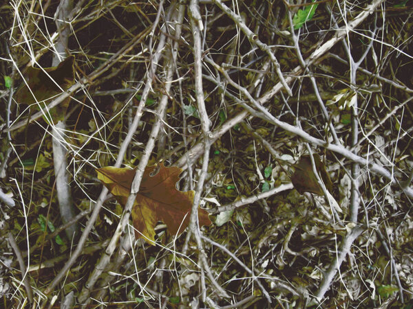 Реалистичный лесной камуфляж. Бесшовный шаблон. Ветви и листья. Используется для охоты и военных целей.                                           