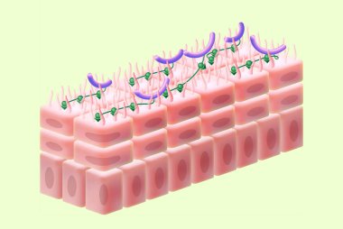 Vajinal cilt yapısı. Lactobacilli eki epitel için