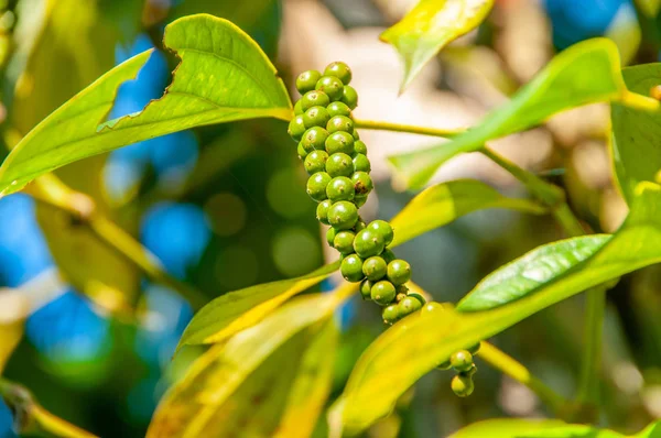 Green pepper farm on Phu Quoc island in Vietnam