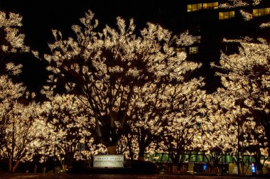 Noel ışık ağaçlarda