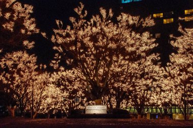 Noel ışık ağaçlarda