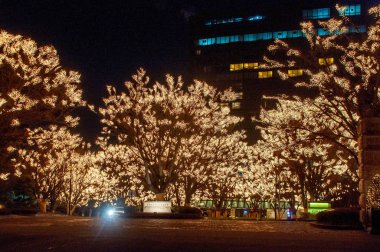 Noel ışık ağaçlarda