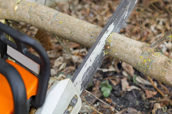 Serras Woodcutter Árvore Com Motosserra Serraria Para Limpeza Início Primavera — Fotografia de Stock