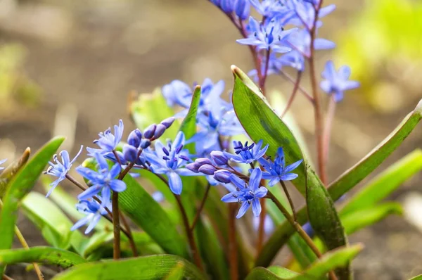 Blauer Zweiblättriger Kribbelkiefer, Alpenkribbelkiefer oder Scilla bifolia — Stockfoto