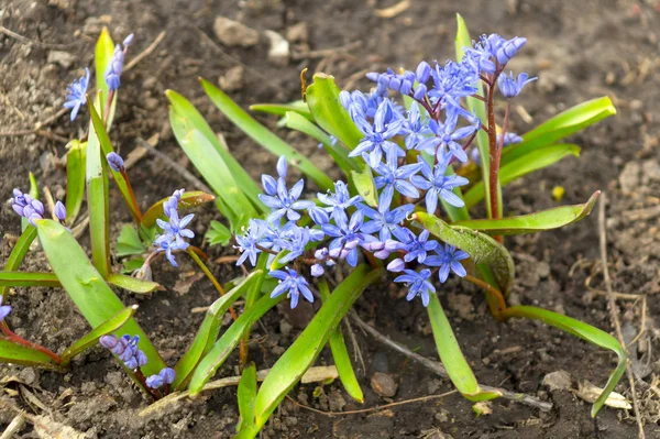 Blauer Zweiblättriger Kribbelkiefer, Alpenkribbelkiefer oder Scilla bifolia — Stockfoto