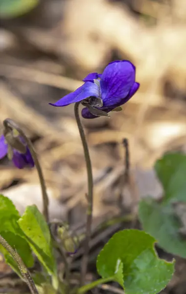 Ein einsames Waldviolett auf einer sonnigen Wiese von violetter Farbe. — Stockfoto