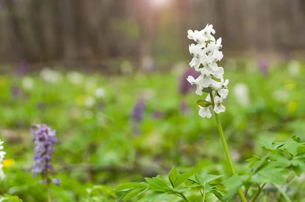 Nahaufnahme von Blumen im Wald auf einer Lichtung. — Stockfoto