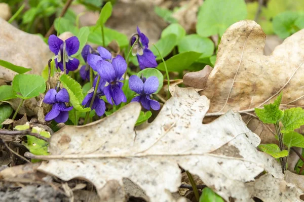 Nahaufnahme von Blumen im Wald auf einer Lichtung. — Stockfoto