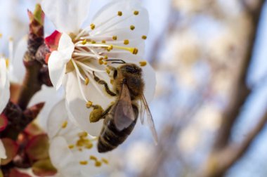 Kayısı çiçeği ve arı, resh bahar backgrund.