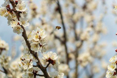 Kayısı çiçeği ve arı, resh bahar backgrund.