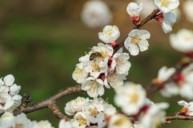 Kayısı çiçeği ve arı, resh bahar backgrund.