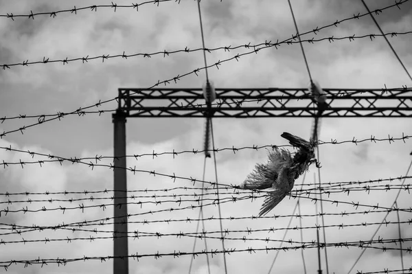 Fal, szögesdrót és halott madár, fekete-fehér fénykép — Stock Fotó