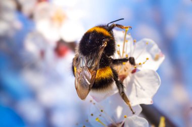 Kayısı çiçeği ve bumblebee, resh bahar backgrund.