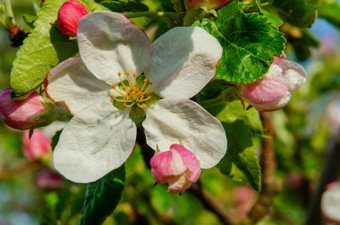 Elma çiçeği, güneşli bir günde resh bahar backgrund.