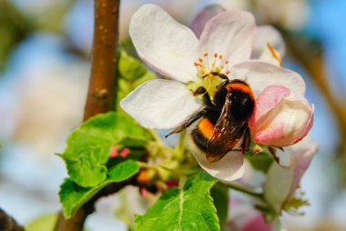 Elma çiçeği ve bumblebee, resh bahar backgrund.
