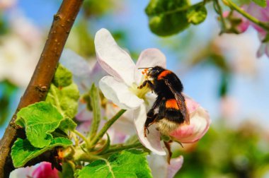 Elma çiçeği ve bumblebee, resh bahar backgrund.