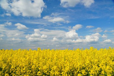 Kolza tohumu veya Brassica napus, ayrıca tecavüz ve yağlı tohum tecavüz olarak bilinen aile Brassicaceae parlak sarı çiçekli bir üyesidir, esas olarak yağ açısından zengin tohum için yetiştirilen.