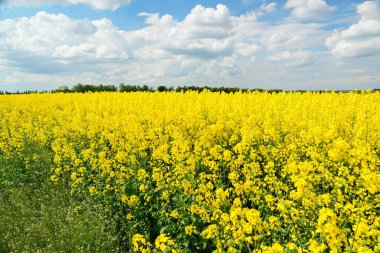 Kolza tohumu veya Brassica napus, ayrıca tecavüz ve yağlı tohum tecavüz olarak bilinen aile Brassicaceae parlak sarı çiçekli bir üyesidir, esas olarak yağ açısından zengin tohum için yetiştirilen.