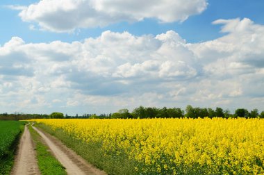 Kolza tohumu veya Brassica napus, ayrıca tecavüz ve yağlı tohum tecavüz olarak bilinen aile Brassicaceae parlak sarı çiçekli bir üyesidir, esas olarak yağ açısından zengin tohum için yetiştirilen.