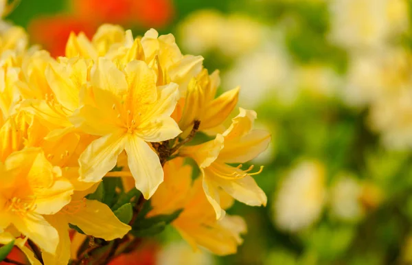 Rhododendron simsii Azalea india, Simss Azalea, la atractiva rosa salvaje . —  Fotos de Stock