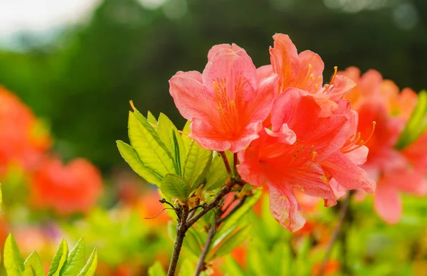 Rododendron Rhododendronsimsii indická Azalea, Simss Azalea, přitažlivě divoká růže. — Stock fotografie