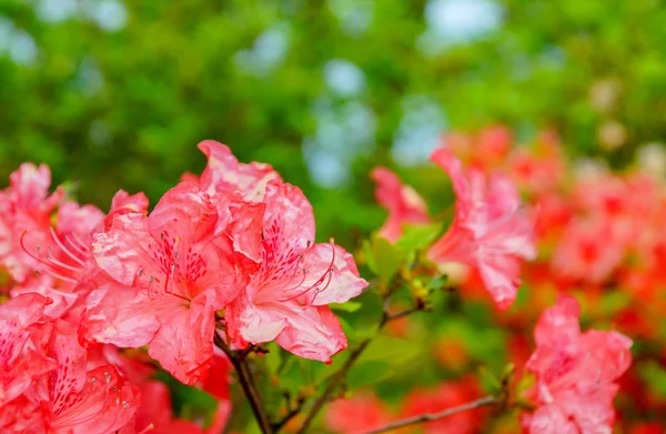 Rhododendron simsii Indian Azalia, simss Azalea, atrakcyjnie dzikiej róży. — Zdjęcie stockowe